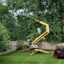 Best Leaf Removal  in Glenwood Springs, CO