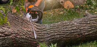 Best Tree Health Inspection  in Glenwood Springs, CO