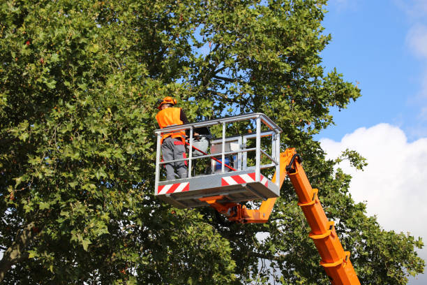 Best Tree Preservation Services  in Glenwood Springs, CO