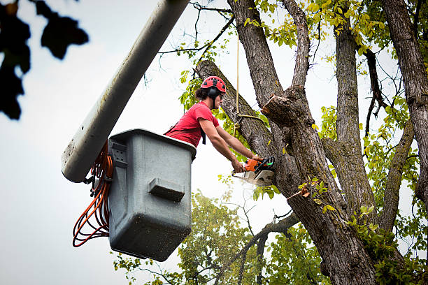 How Our Tree Care Process Works  in  Glenwood Springs, CO